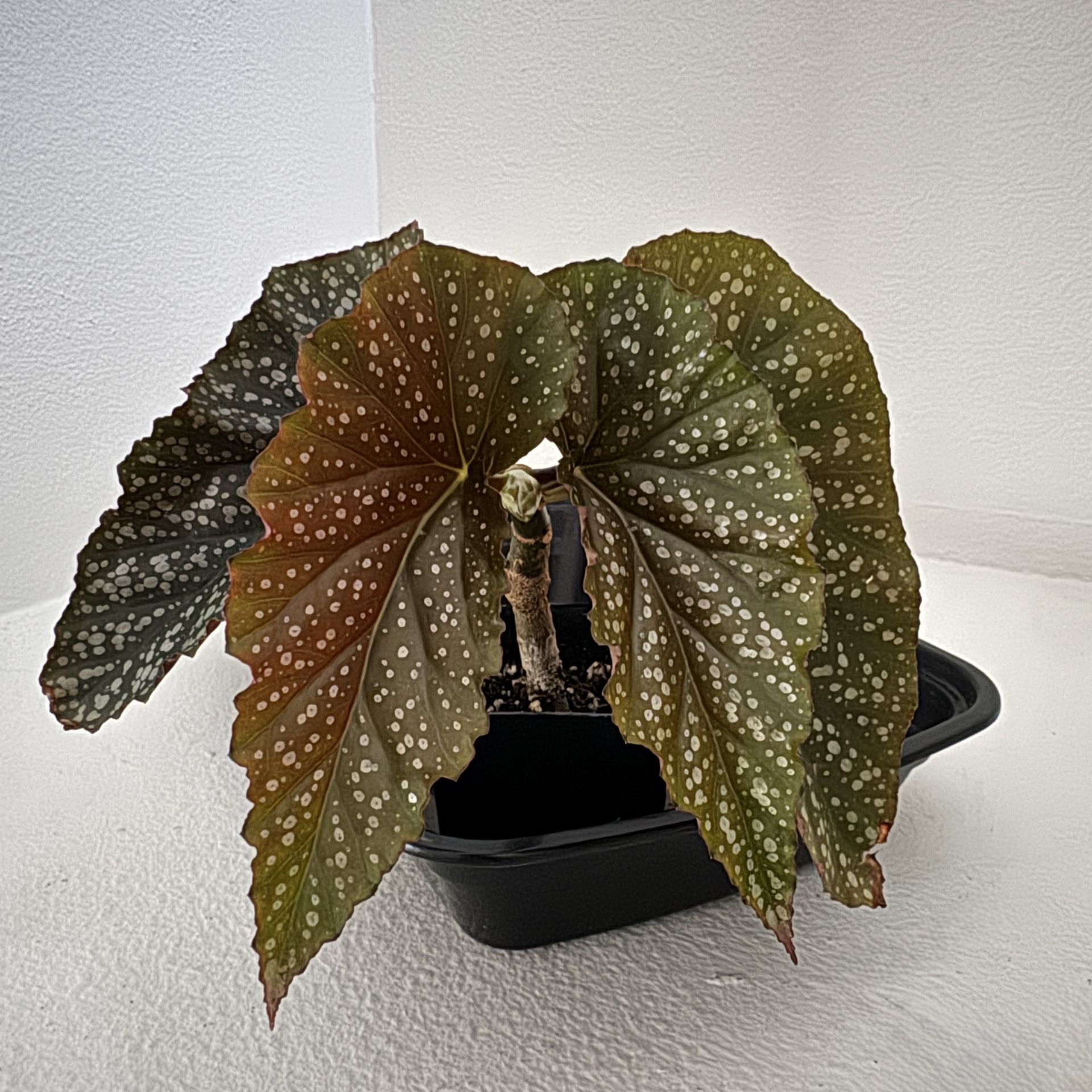 Angel Wing Begonia