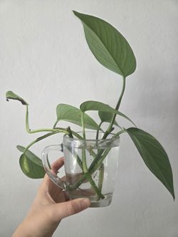Pothos plants