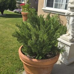 30 Inch Clay Planter (EMPTY)