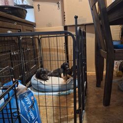 Kennel For Sale 