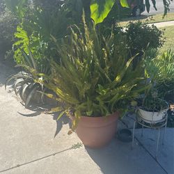 Fern