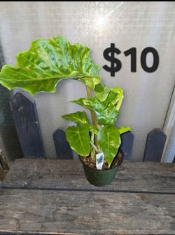 Alocasia low rider