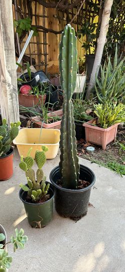 Love ❤️ plants. 2 cactus plants
