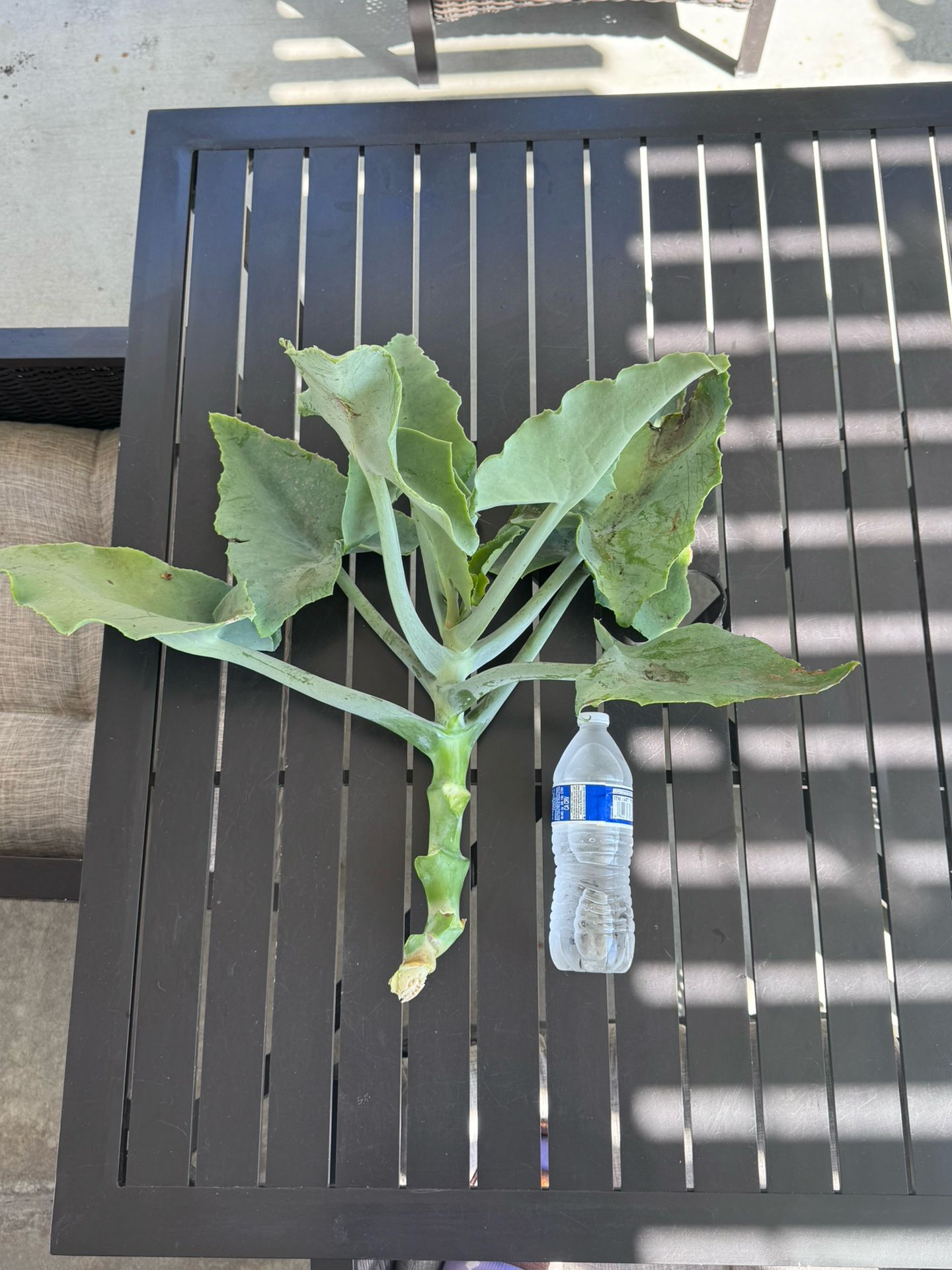 Madagascar elephant ear