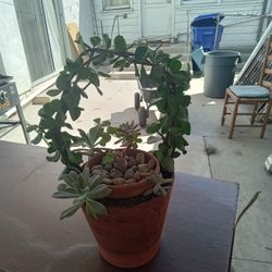 Plant In Terracotta Pot 