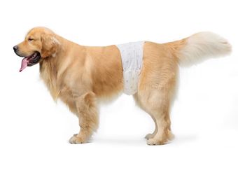 FREE - Male Dog Diapers size Large