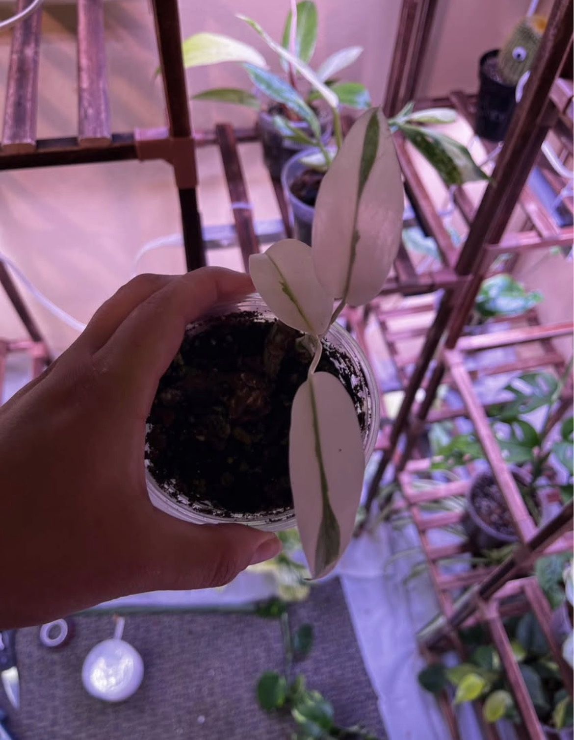 Rare monstera White Lava Ghost