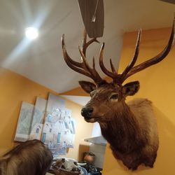 Taxidermy  7+7 Points