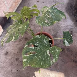 Thai Monstera Con 6 Leaves