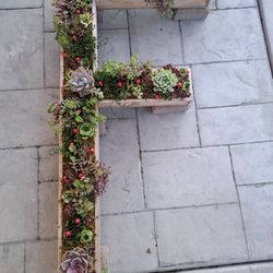 3 Ft  Letter F  wall Decor Live Succulents 