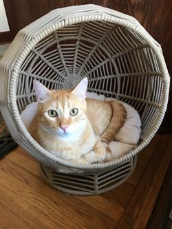 Pet cat hotel bed