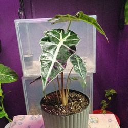 African Mask(polly)Alocasia Mother Plant