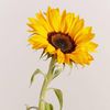 Sunflower Closet