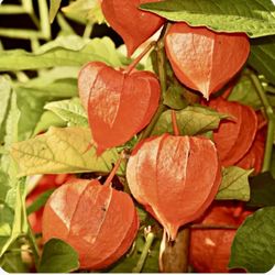 Chinese Lantern Plant Seed Pods, 3 Kinds