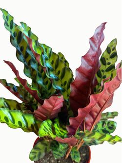 🌿 Large Rattlesnake Calathea / Prayer Plant – 6” Pot