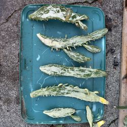 Josephs Coat Variegated Cactus