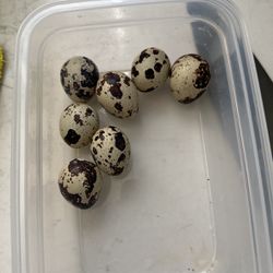 Quail Eggs 