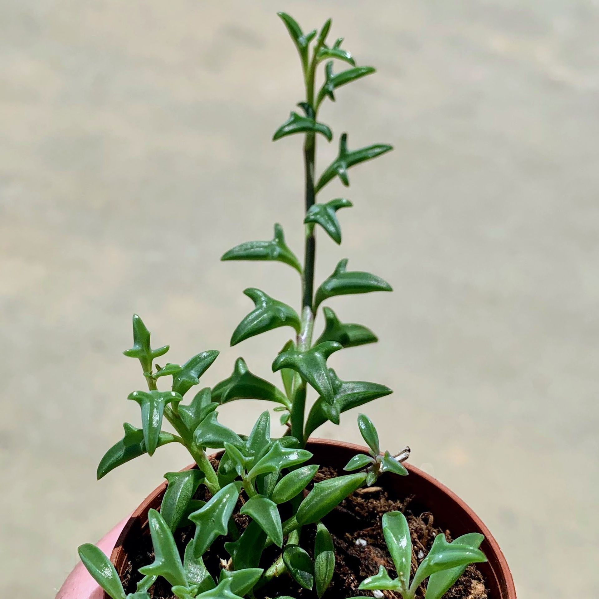 String of Dolphins Live Succulent Plant