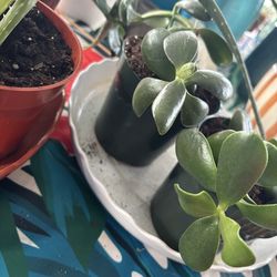 Free aloe and jade plants