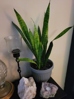 Beautiful Healthy Snake Plant