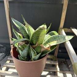 Snake & Spider Plants 