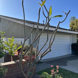 Mature Plumeria Tree! In beautiful ceramic pot! 