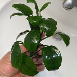 Aquarium Plants Anubias