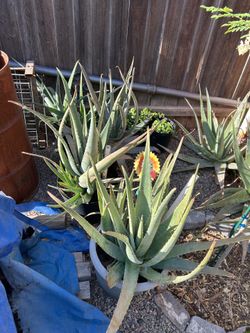 Jumbo Aloe Vera