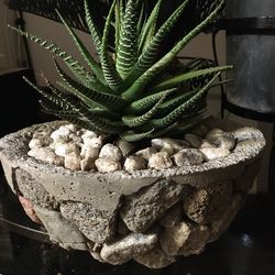 Plant stand with plant