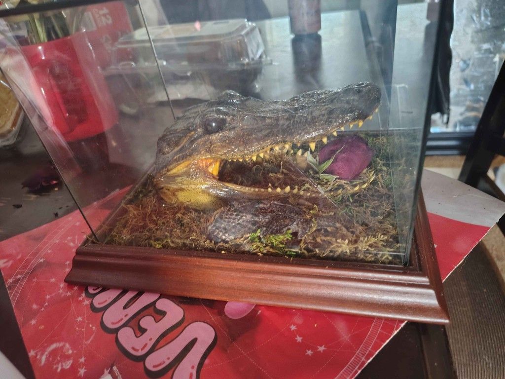 Taxidermy Gator Head Display