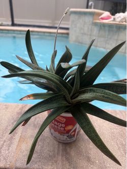 BIG ALOE VARIEGATA, “Partridge Breast”-Altman Plants