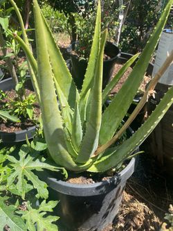 Aloe Vera plant