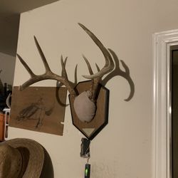 Deer Antlers White Tail