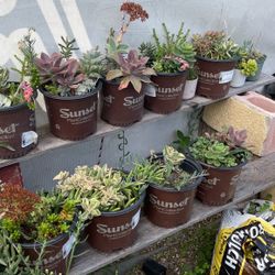 Succulents 