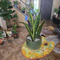 1ft 10in Tall Sansevieria Snake Plants In New 8.5in Ceramic Pot With Stones 