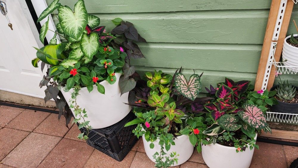 3 ceramic pots with plants 