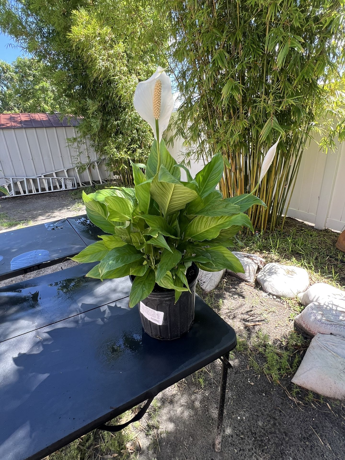Spathiphyllum, Peace Lily.
