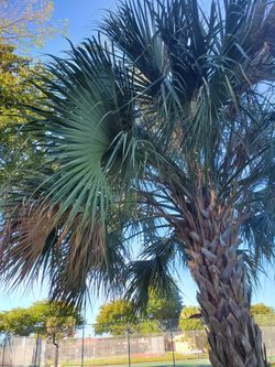 if you are going to trim your palm let me know, I need to pick leaves from this palm to finish my tiki. Thank you