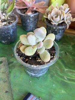 Moonstone Succulent Cutting