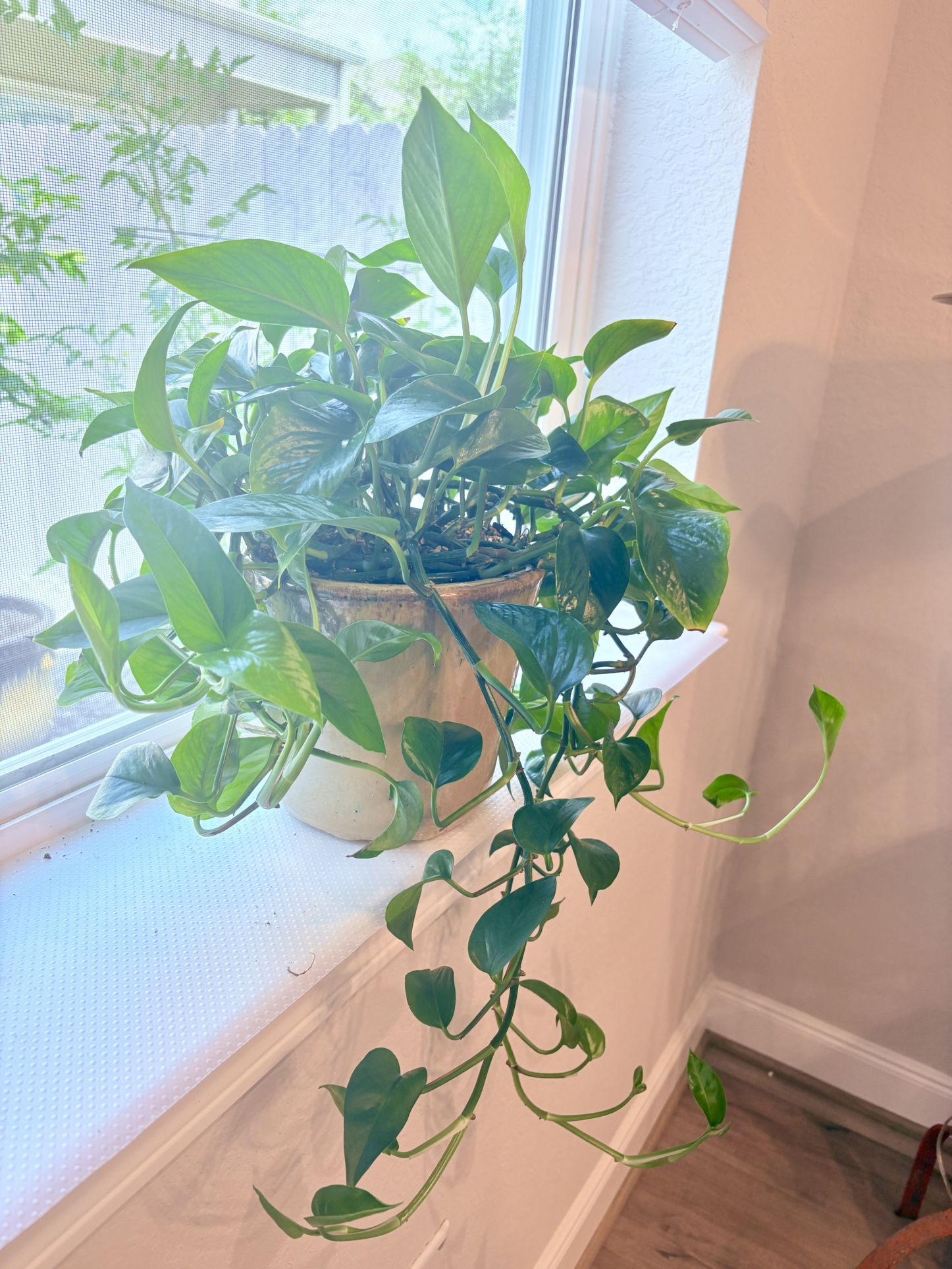 Jade Green Pothos Plant In Ceramic 
