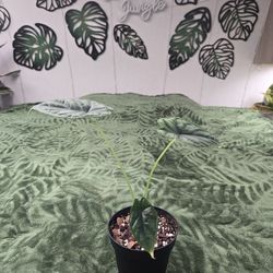 Alocasia baginda 'Dragon Scale' Rare Tropical Plant 4 inch grow pot. (Smaller pup)