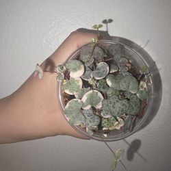 String Of Hearts Variegated 💕 