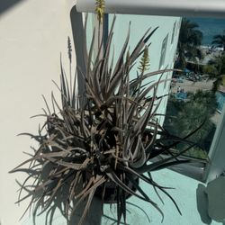 40”  Blooming Aloe Vera Plant W Huge Planter And Saucer