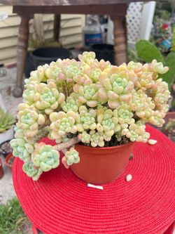 Tiscalatengo George Sudum  Succulent