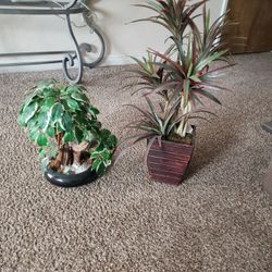 Both Plants 20
