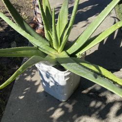 Aloe Vera 