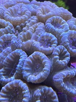 Neon blue candy cane Coral