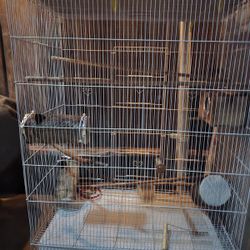 Bird Cage 