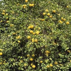 Citrus Tasting Tour!