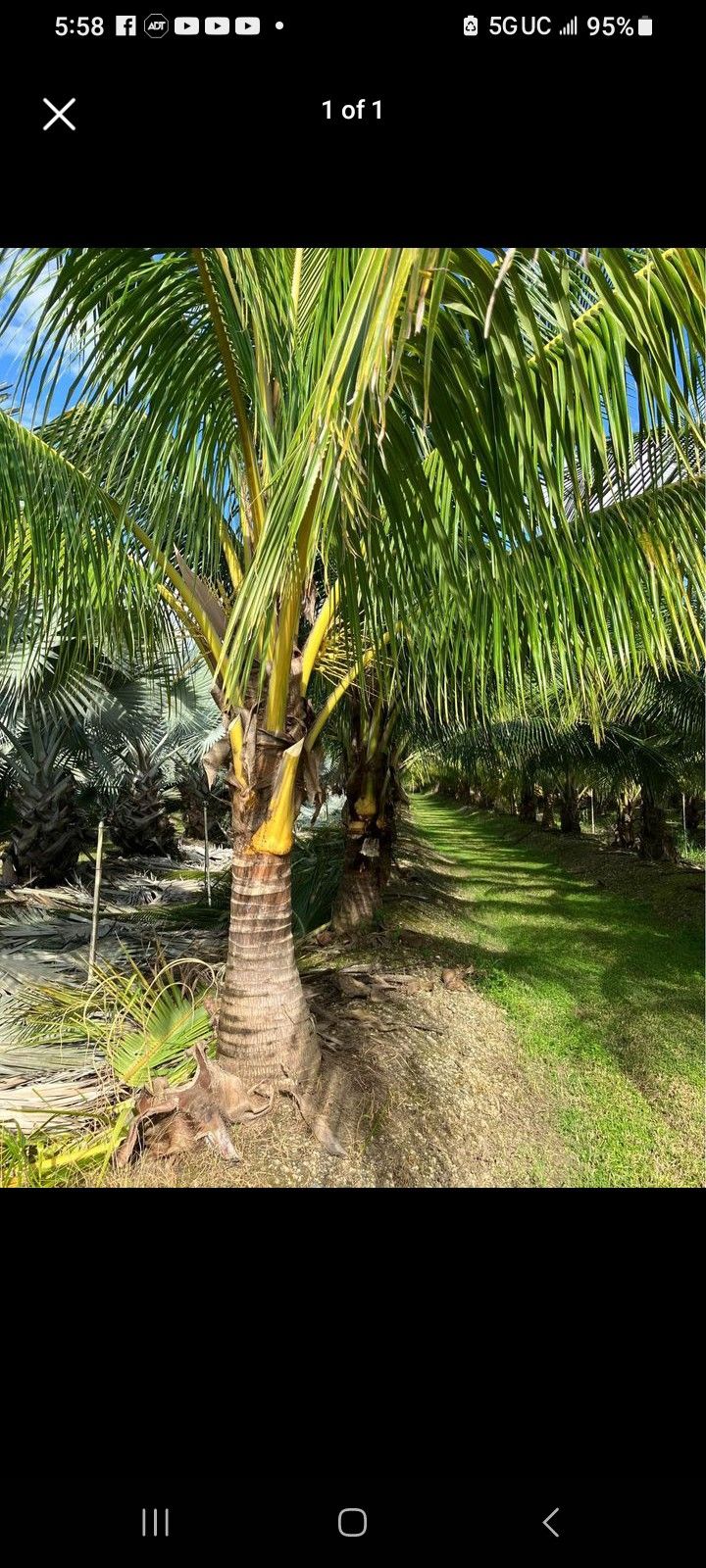 Coconut Trees